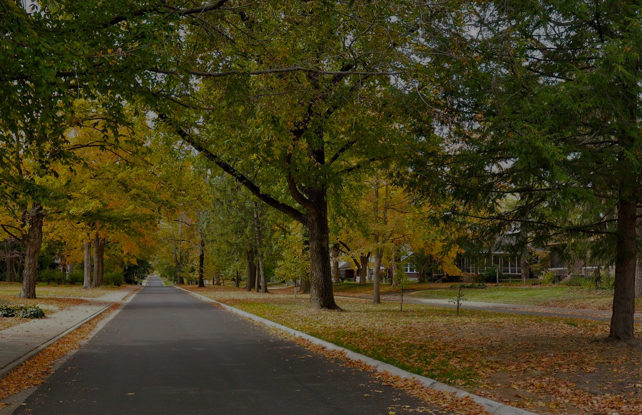 Signal Hill Boulevard beneath mature trees in autumn