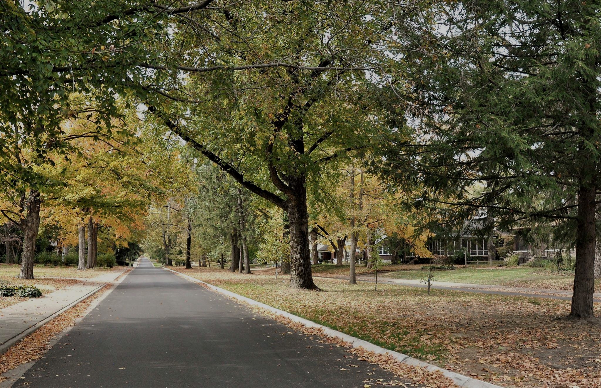Tree-lined boulevard in Signal Hill neighborhood